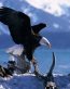 Bird Vinyl Wall Graphics 01