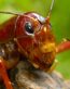 Bugs Up Close 12