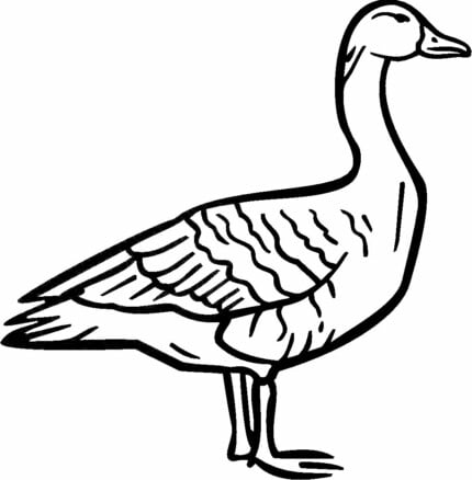 Duck Vinyl Car or WALL Decal Stickers