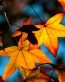 Fall Colors Adhesive Wall Graphics 27
