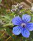 Flowers and Plants Vinyl Wall Art 219