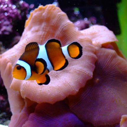 clown fish color fish decal 1