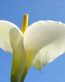 Flowers and Plants Vinyl Wall Art 119