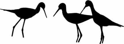 Shore Birds Bird Animal Animals Vinyl Decal Sticker