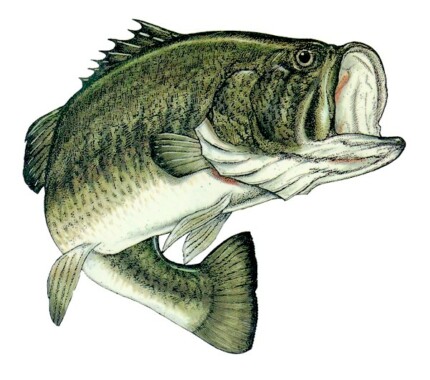 Color Fish Decal 3 Large mouth Bass