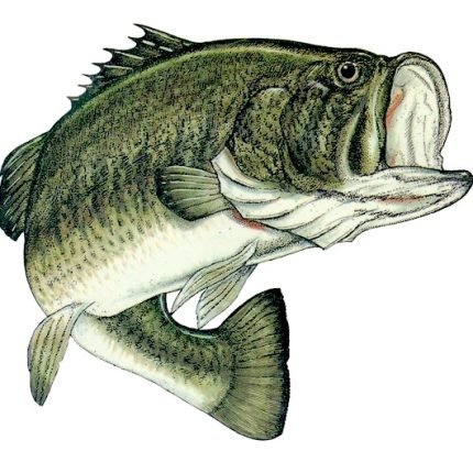 Color Fish Decal 3 Large mouth Bass