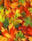 Fall Colors Adhesive Wall Graphics 38