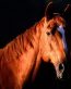 Horse Wall Art Decals 06