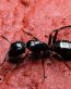 Bugs Up Close 13