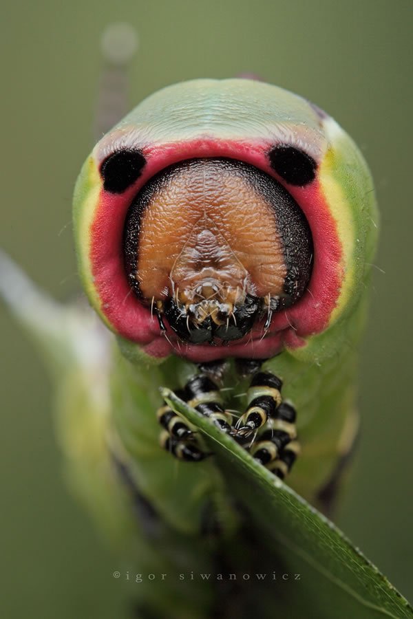 Bugs Up Close 66