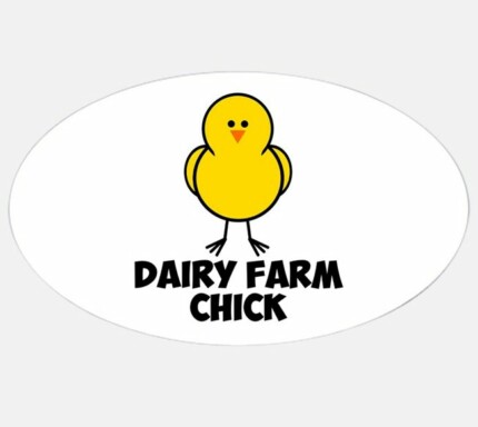 dairy farm chick_oval sticker