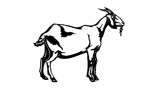 094 Goat Decal