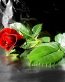 Flowers and Plants Vinyl Wall Art 194