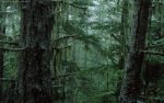 Forest and Trees Vinyl Wall Decals 133