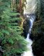 Forest and Trees Vinyl Wall Decals 021