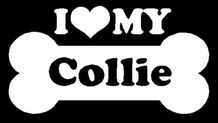I Love My Collie