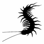 Centipede Sticker 015