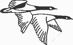 Duck Hunting Decal Sticker 08