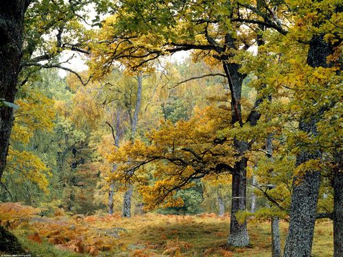 Fall Colors Adhesive Wall Graphics 49