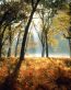 Forest and Trees Vinyl Wall Decals 019