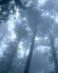 Forest and Trees Vinyl Wall Decals 025