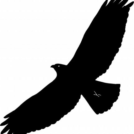 Raptor Bird Birds Animal Animals Vinyl Decal Sticker 02