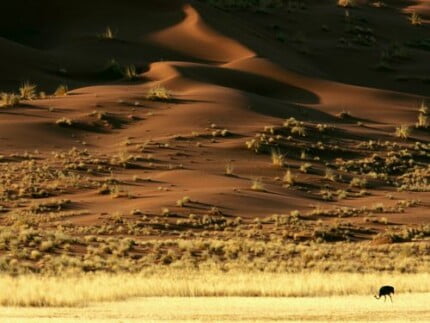 Sand and Deserts Vinyl Wall Graphics 26