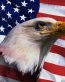 American-Flag-and-bald-eagle STICKER 3