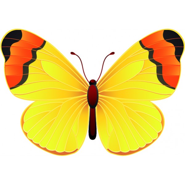 Butterfly Color Window or Wall Sticker 3