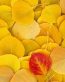 Flowers and Plants Vinyl Wall Art 002