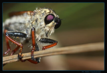 Bugs Up Close 78
