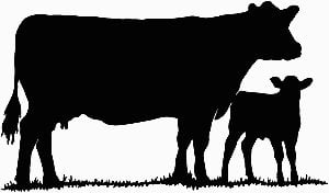 Cow with Calf Vinyl Decal