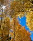 Forest and Trees Vinyl Wall Decals 012