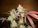 Bud Pictures 11