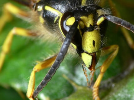 Bugs Up Close 71