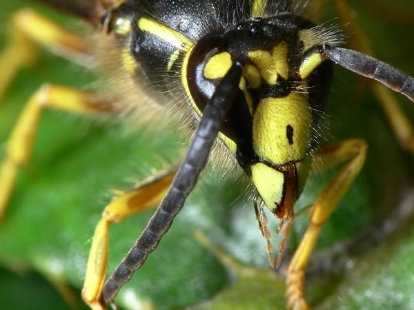 Bugs Up Close 71