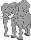 Elephant Decal Color