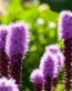 Flowers and Plants Vinyl Wall Art 100