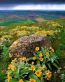 Flowers and Plants Vinyl Wall Art 229