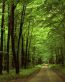 Forest and Trees Vinyl Wall Decals 002