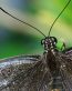 Bugs Up Close 31