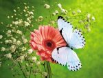 Butterflies and Bugs Wall Decals 34