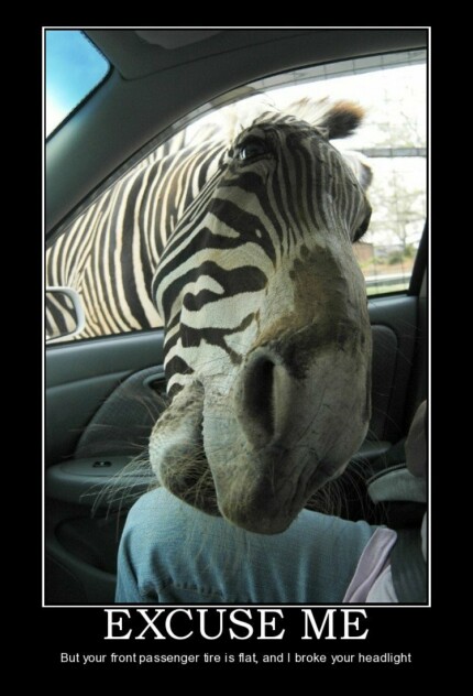 excuse me zebra demotivational