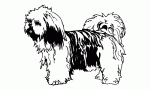 024 Lhaso Apso Decal