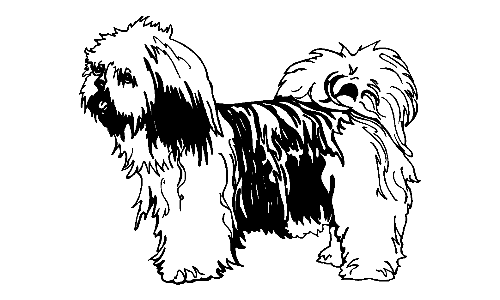 024 Lhaso Apso Decal