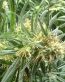 Bud Pictures 01