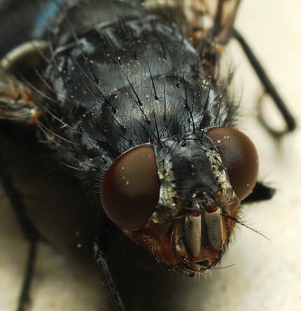 Bugs Up Close 35