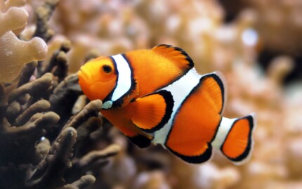 clown fish color fish decal 2
