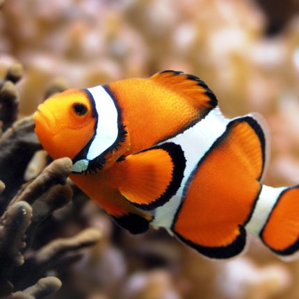 clown fish color fish decal 2
