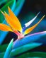 Flowers and Plants Vinyl Wall Art 003
